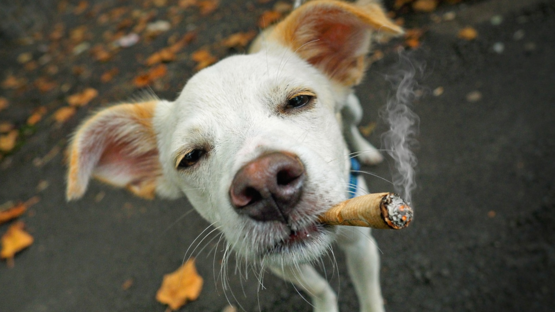 DINBI-DANBA- Lasai-Presarik-Gabe -Donostia-2026